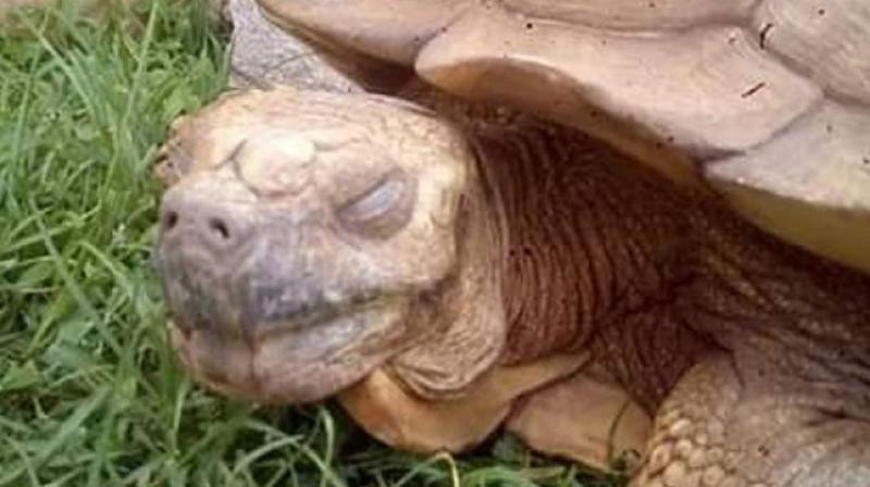 344-year-old Tortoise with \healing powers\, Alagba, oldest in Africa dies