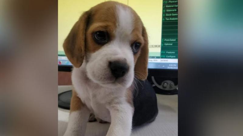 Online food delivery platform Zomato on Thursday said that it can confirm that none of its staff was involved in a recent case where a Pune resident had alleged that her pet beagle pup was taken away by a food delivery person. (Photo: ANI)