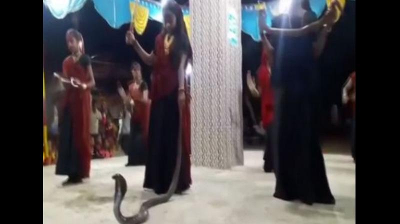 Women perform Garba with snakes in Gujarat\s Junagarh, five held