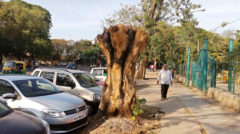 The two trees on Annaswamy Mudaliar Street near Ulsoor have been axed (Photo: DC)
