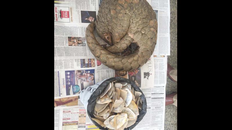 Mahalakshmi layout police seize endangered pangolin, arrest two