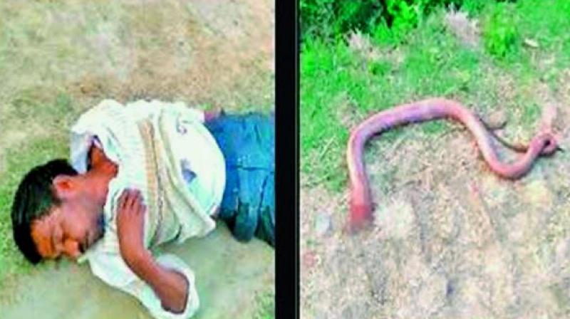 Uttar Pradesh Man Chews Off Snake S Head As Revenge Uttar Pradesh