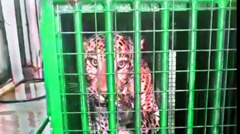 Hyderabad: Leopard trapped