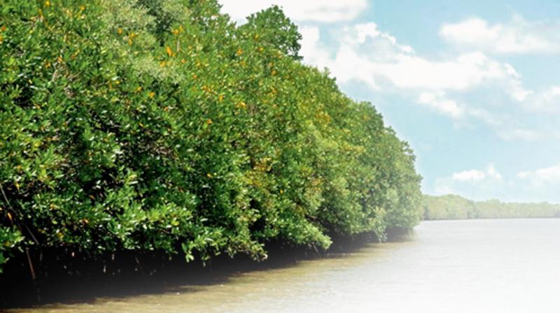Once Godavari mangroves get such status, it becomes a place of  prominence and tourism at global level will be developed.