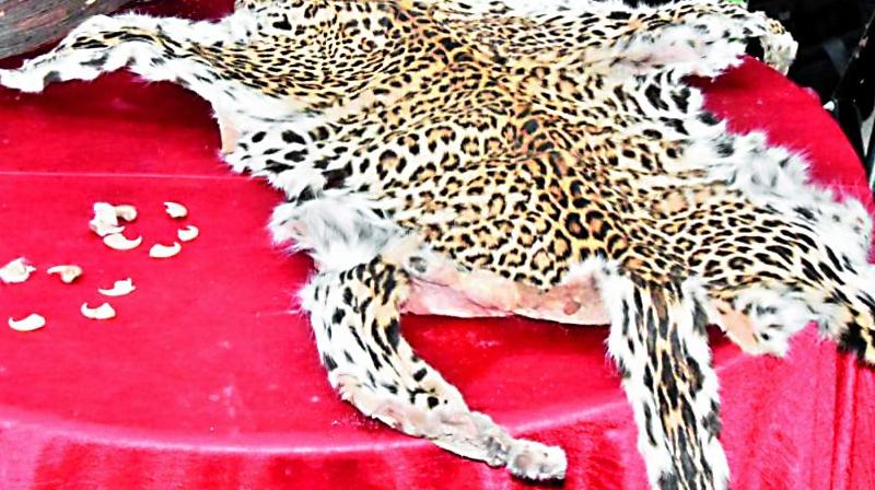 The seized leopard skin, teeth and nails on display.  (Photo: DC)