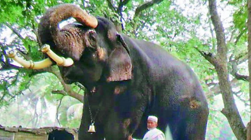 Shias get nod to bring elephant from Karnataka for Muharram