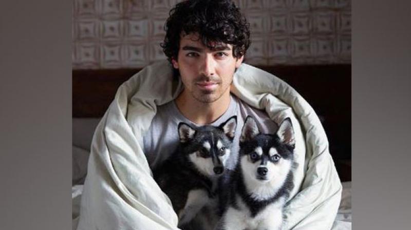 Sad News: Joe Jonas and Sophie Turner\s dog killed in accident