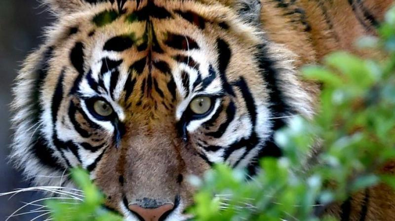 The data makes it clear that successive governments have not been able to check killing of tigers (Photo: AFP)