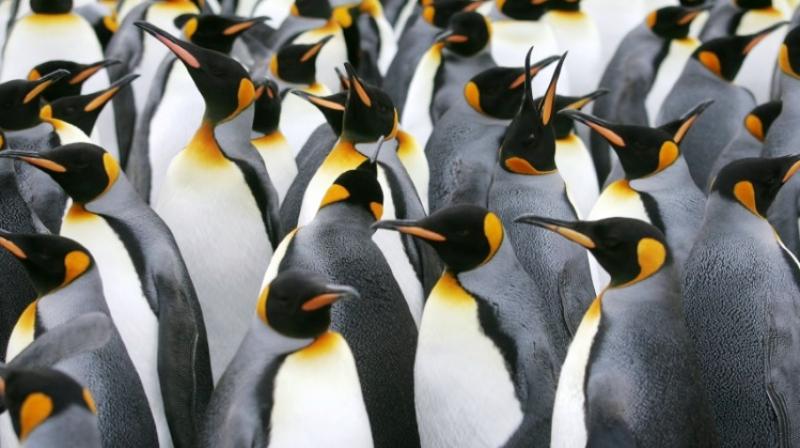 Climate change adversely affects penguins breeding