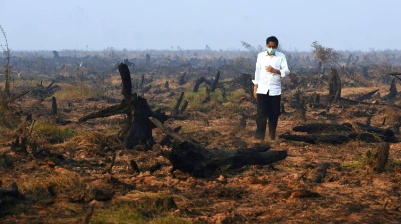 2018 reports massive forest destruction