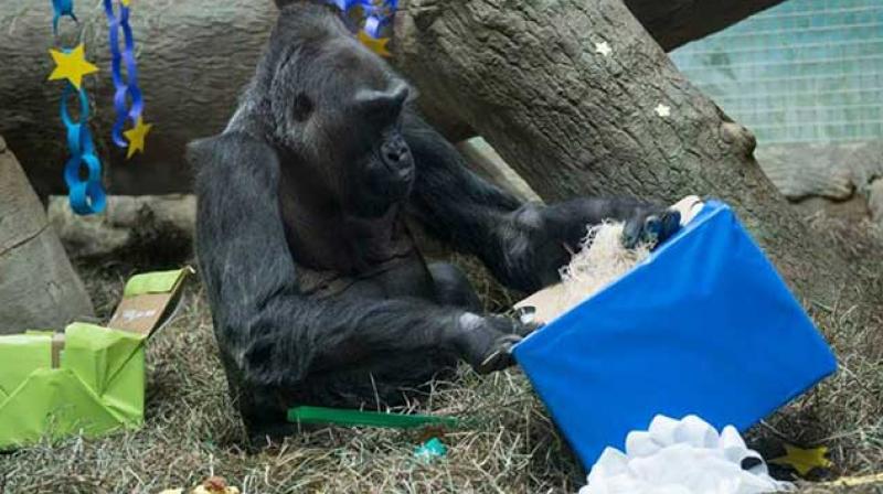 Colo just epitomizes the advances that zoos have made (Photo: Facebook)
