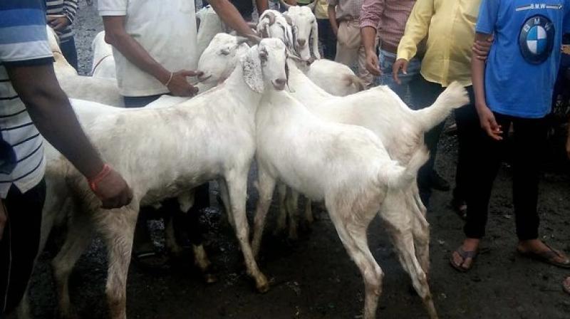 Goat with Allah written on it up for sale for Rs 8 lakh in Gorakhpur on Eid al-Adha