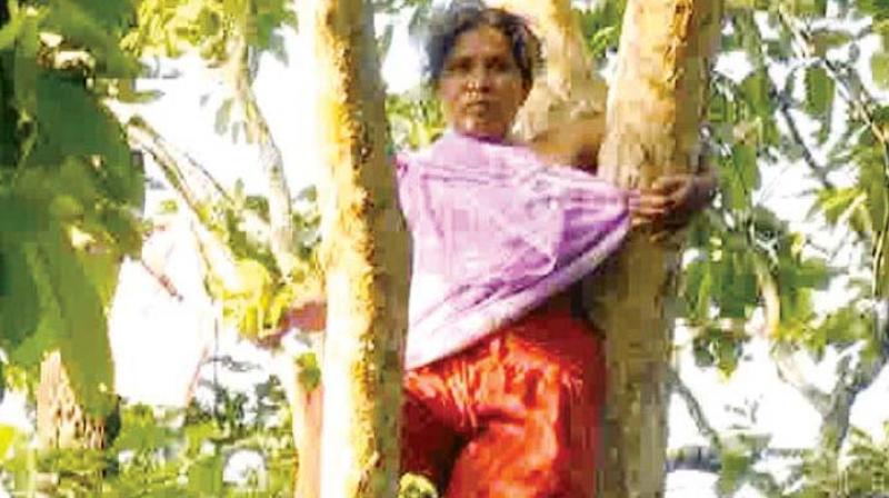 A file photo of tribal leader Muthamma protesting atop a tree at Diddalli in Kodagu  DC