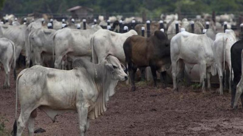 Goa\s stray cattle turning \non-vegetarian\: Cow shelter President