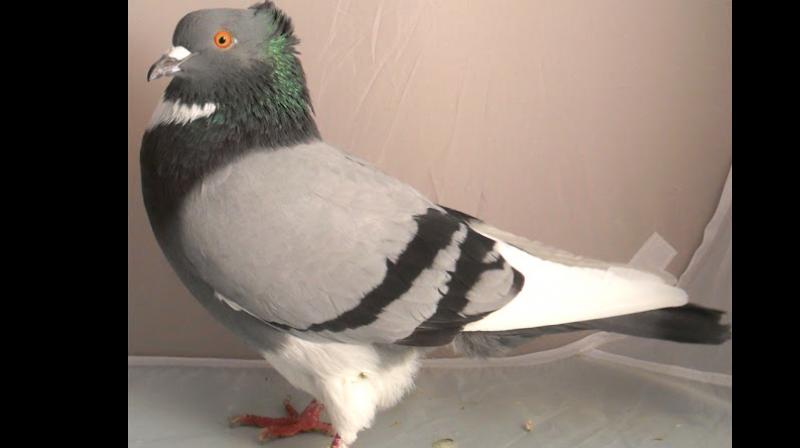 Belgian pigeon fetches world record prize at auction!