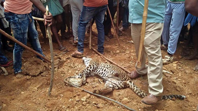 Chitradurga horror: Leopardess strays into village, beaten to death