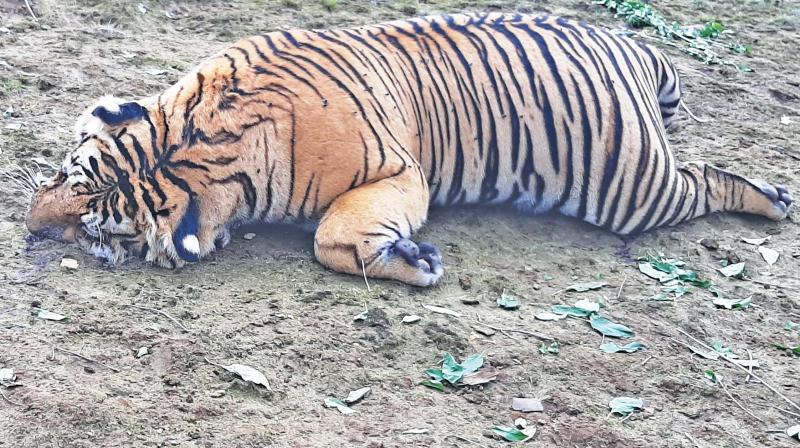Probe into tiger death: Blade presence puzzles investigators