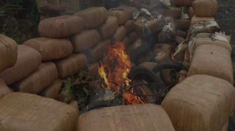 Tripura Police burns 6,300 kg of marijuana worth Rs 3.15 crore