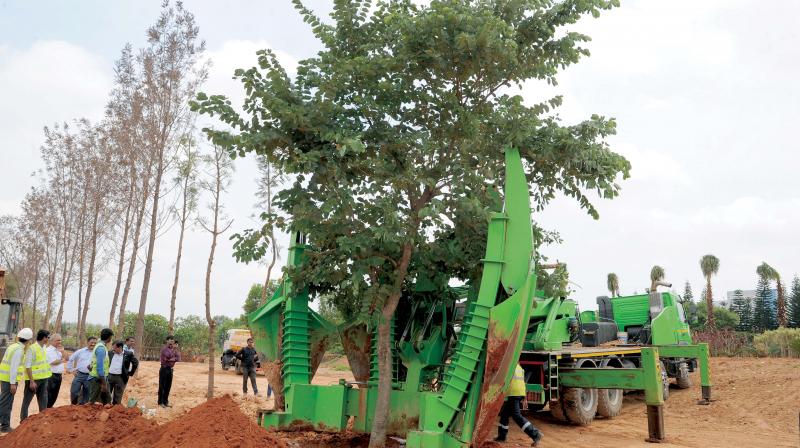 Volvos Tree-Transplanter at work at the Kempegowda International Airport.