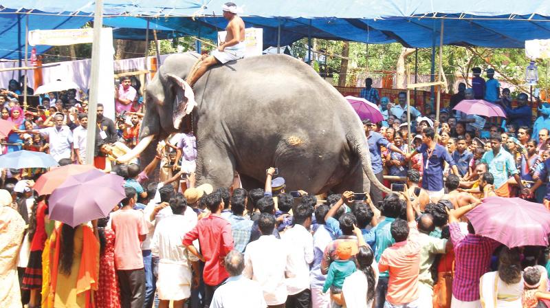 The reasons for elephants running amok were due to lack of proper rest and not being provided necessary food and water during the busy festival season. DC FILE