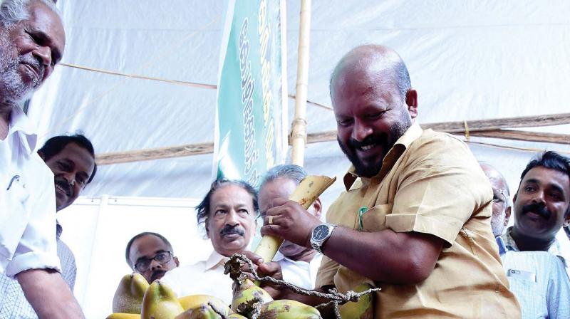 Agriculture Minister V.S. Sunil Kumar takes out a bunch of coconuts, at the inaugural ceremony of the National Agriculture Seminar in Kozhikode on Thursday.