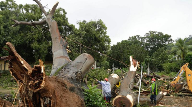 Workers cut a tree that fell and killed a boy outside a school in Panama City. (Photo: AP)