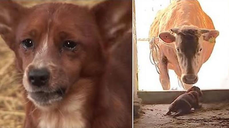 Dog cries after being separated from its surrogate â€˜motherâ€™