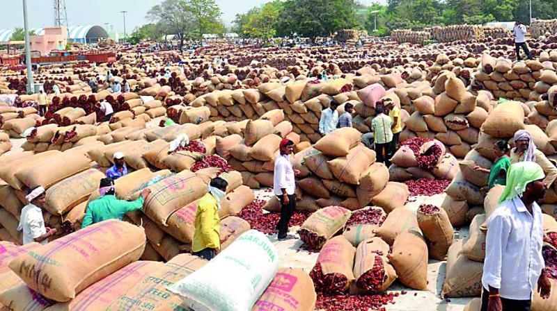 Chilli stock awaits buyers at the Enumamula Agriculture market yard in Warangal on Sunday. (Photo:  Deccan chronicle)
