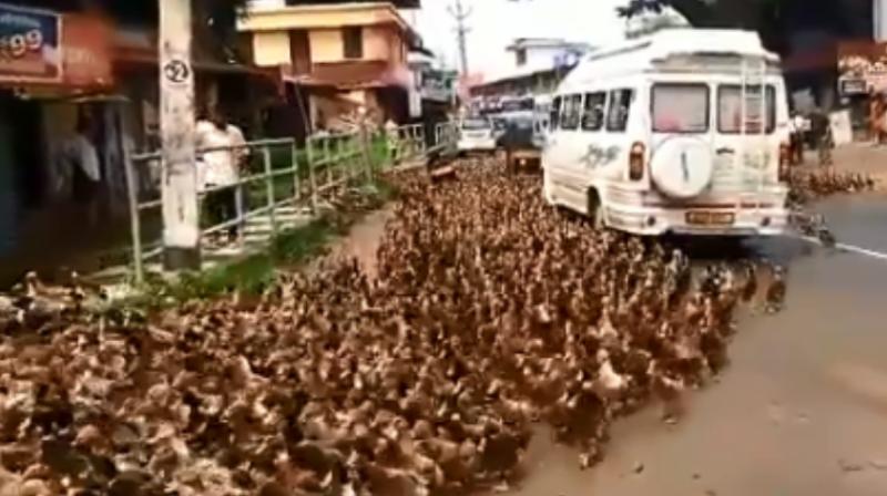 Watch video: \Disciplined\ ducks cross road in Kerala, hold up traffic