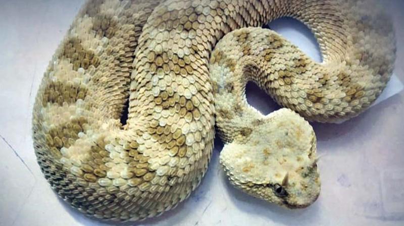 Reptiles seized by customs at Chennai airport, student detained