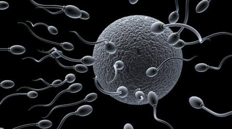 Adult men can have their sperm frozen before undergoing radiation or chemotherapy, both of which can render sperm infertile. (Representational Image)