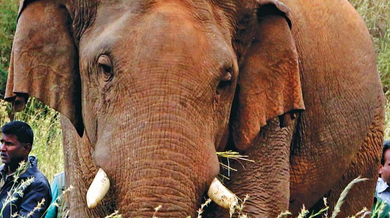 There were two kumkis, specially trained to control the wild elephants, which were behaving violent. No harm will be done to Chinna thambi, he added.