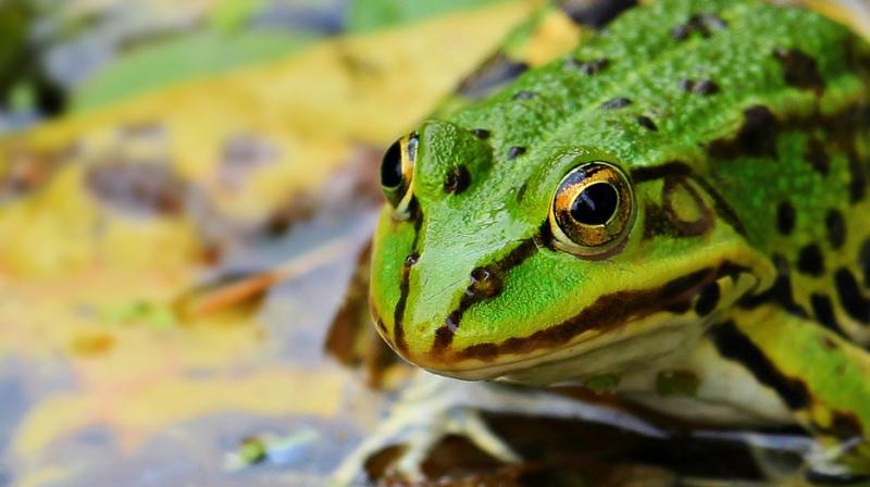 Social media helps Romeo the lonely frog find his Juliet. (Photo: Pixabay)