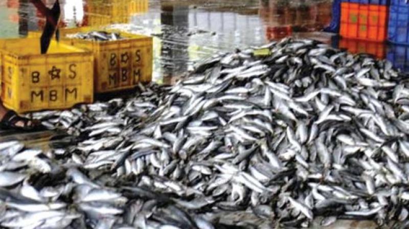 According to the statistics put up by fisheries department, this year the inland fish production was only 1.97 lakh tones against the produce of 2.42 lakh tones, last year.