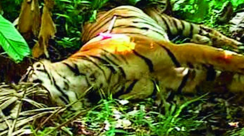 Forest officials of Mancherial exhumed the carcass of a male tiger in the forest area of Pinnaram village in Kotapalli mandal, on Saturday.