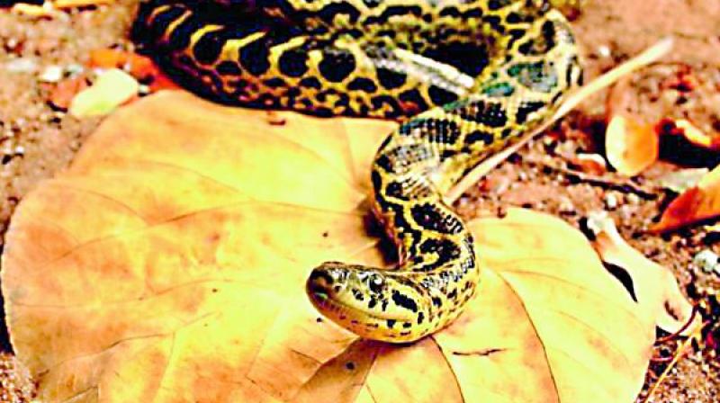 Nandakanan gets 8 yellow anacondas