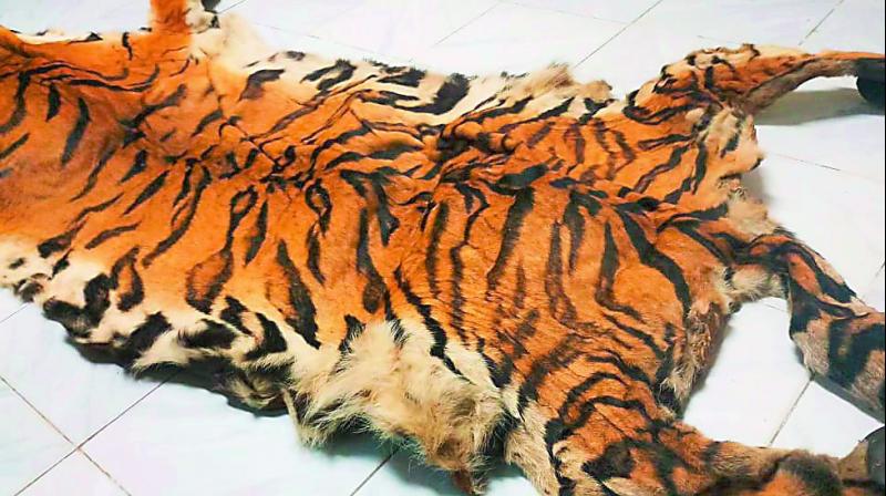The tiger skin that was seized by the forest officials.