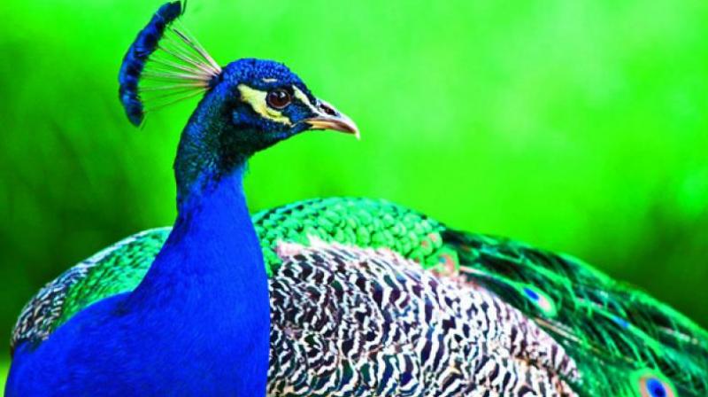 The Idupulapaya peacock sanctuary near Vempalle in Kadapa district faces a severe fund crunch and lack of facilities.