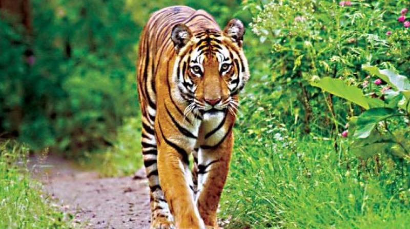 According to â€œofficialâ€ records, between October 2016 and October 2017, a total of 10 tigers and three leopards died of electrocution in central India.