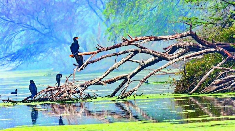 A flight of Great Cormorants perch on the ruins of a tree by a lake at Keoladeo Ghana Bird Sanctuary in Rajasthans Bharatpur