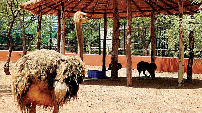 At Gadag zoo, hear the wolves howl