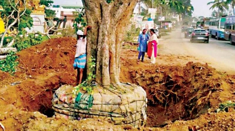 A file photo of a tree ready for translocation in Bengaluru