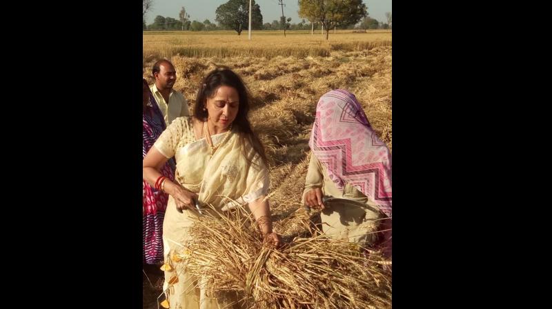 Hema Malini seen campaigning in farm with workers