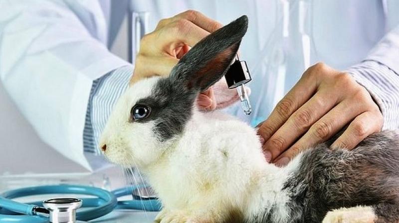 First-of-a-kind algorithm end animal testing