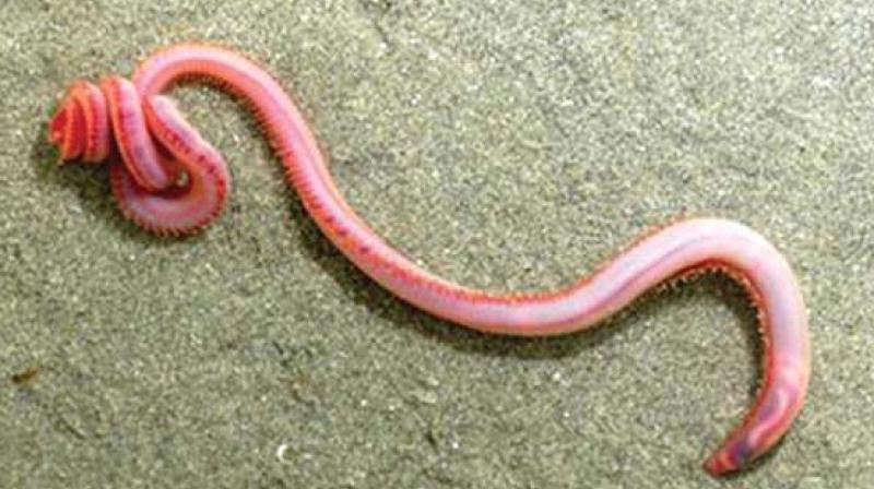 Blood worms, coliform bacteria in Vellayani water