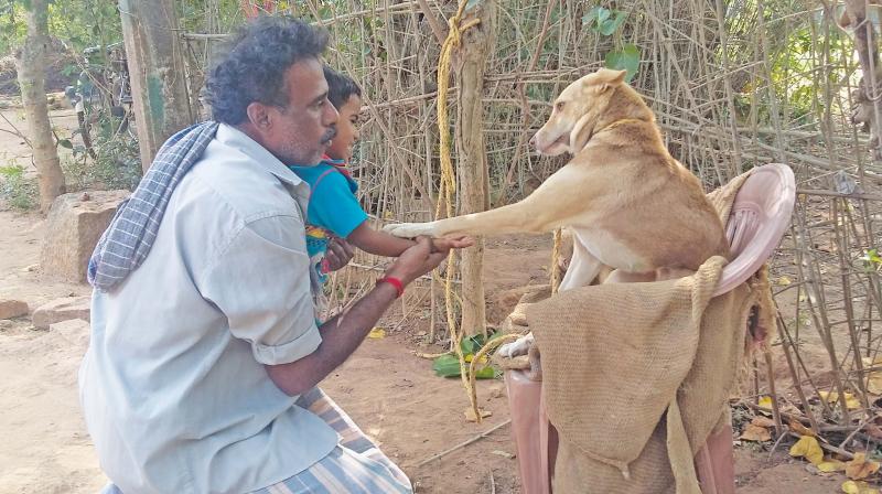 Thanjavur: Fighter dog saves master from cobra bite, dies
