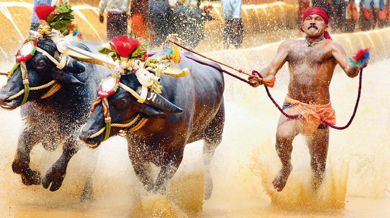 The man who rides the buffalos during Kambala gets paid well, sometimes in lakhs.