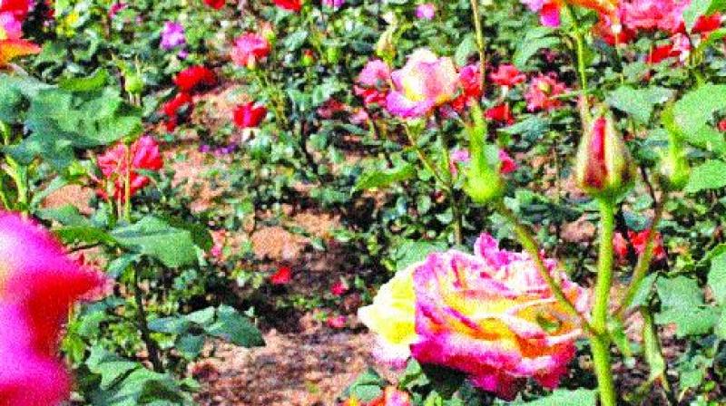 Ooty: Horticulture department chips in with new roses