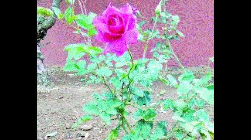 Ooty: â€˜Rose Sullivanâ€™ is this yearâ€™s attraction in hills