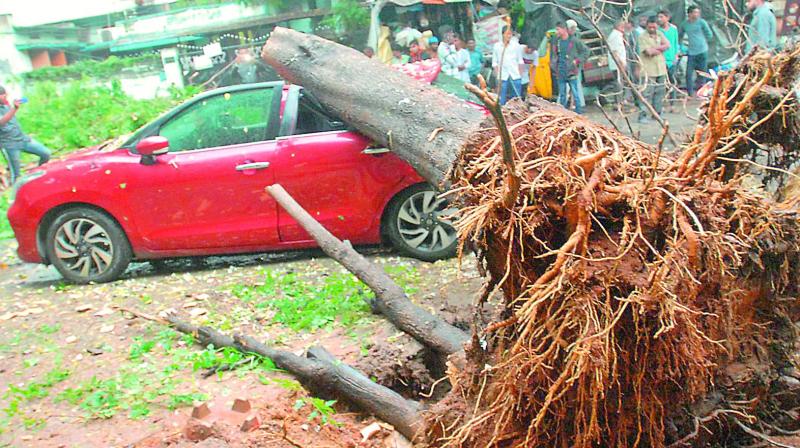 Hyderabad: Rains in Sept. uprooted 20 trees